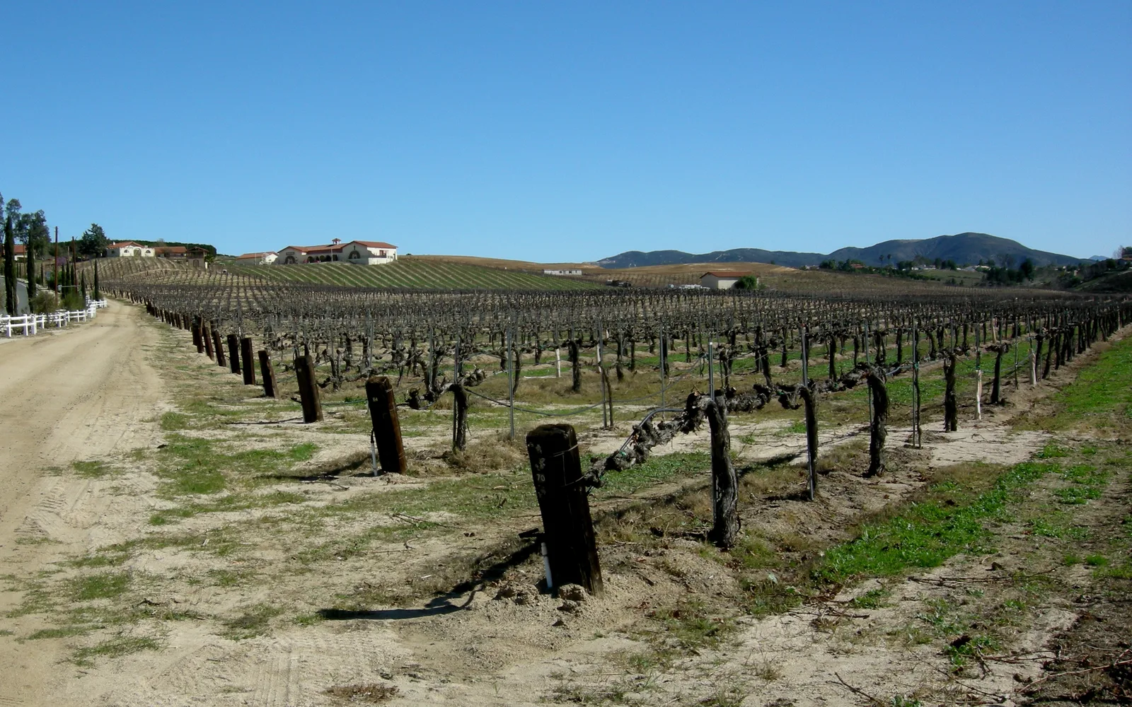 Guyot spur-trained grapevines in a Temecula Valley vineyard during winter, showing the distinctive training method used in Southern California wine production